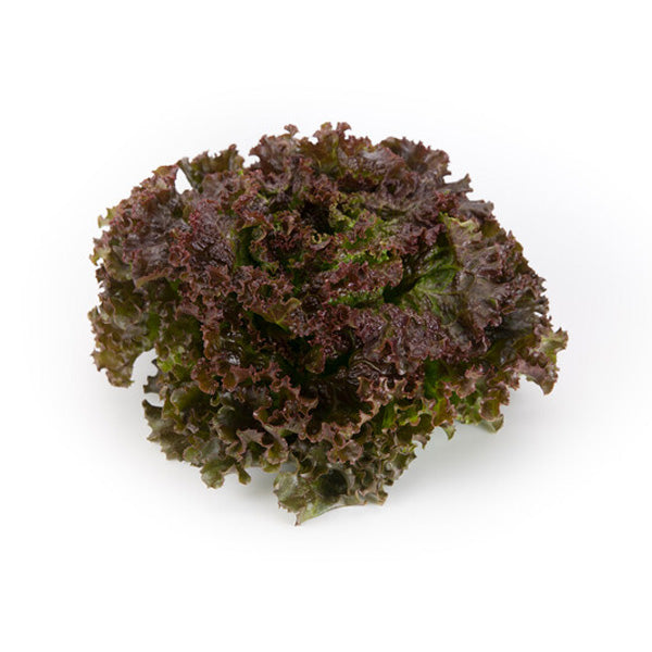 LEAF LETTUCE RUBY SKY RED GERMP/COATED