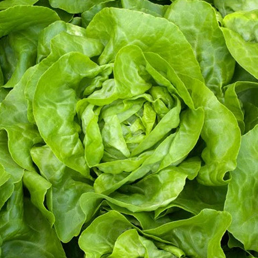 Butterhead Lettuce Rhapsody