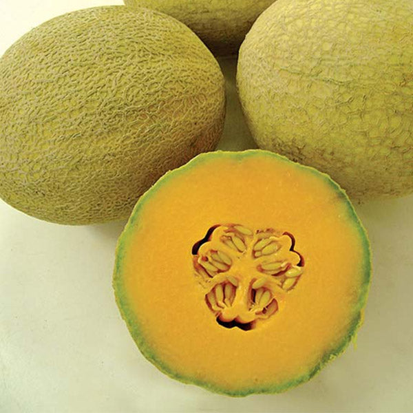 Muskmelon Hub Dutchess