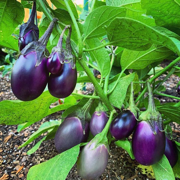 EGGPLANT HYB PATIO BABY PURPLE