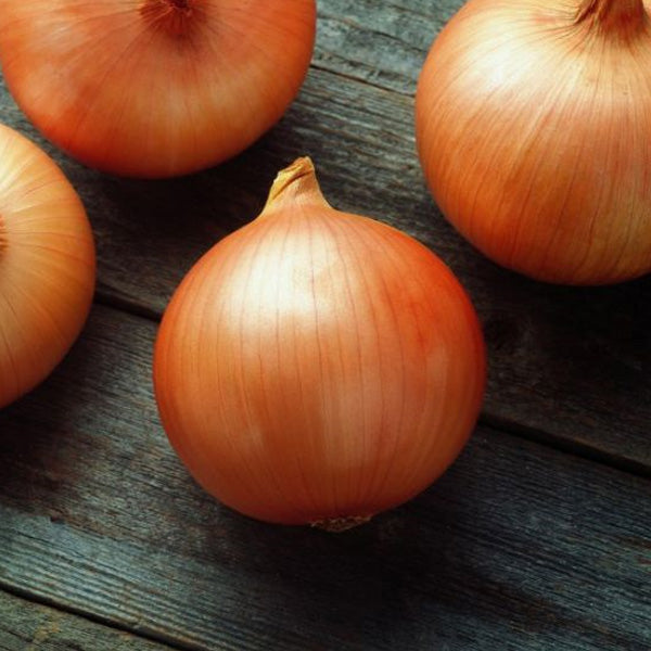 Spanish Onion Hyb Delgado