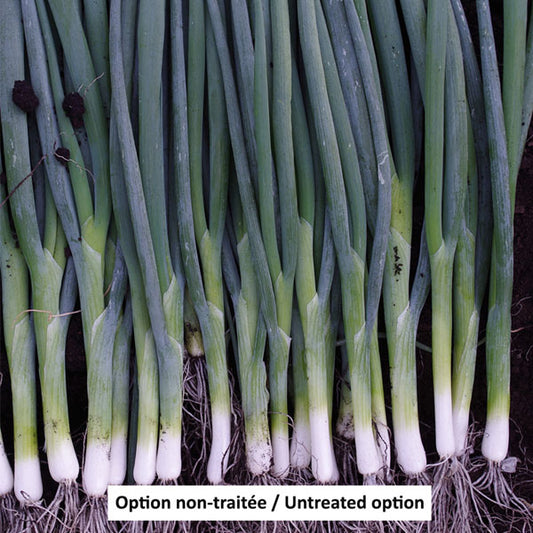 Bunching Onion 4.5" Pot