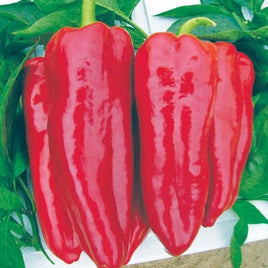 SWEET PEPPER HYB MARCATO RED