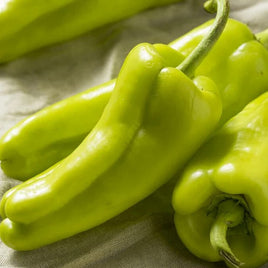 SWEET PEPPER HYB ARUBA(CUBANELLE) GREEN