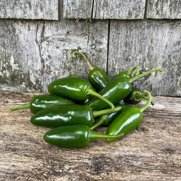 Hot Pepper Early Jalapeno Green UNT