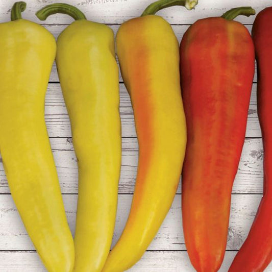 Piment fort hybride « Hot Sunset Yellow »