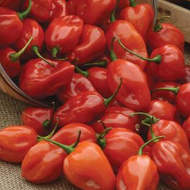 PIMENT CHAUD HYB PRIMERO ROUGE (HABANERO) UNT 