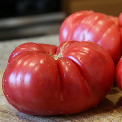 Tomate hyb rose délicieux