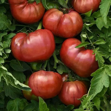 BOX OF 9 PLANTS