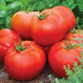 TOMATO HYB PRIMO RED