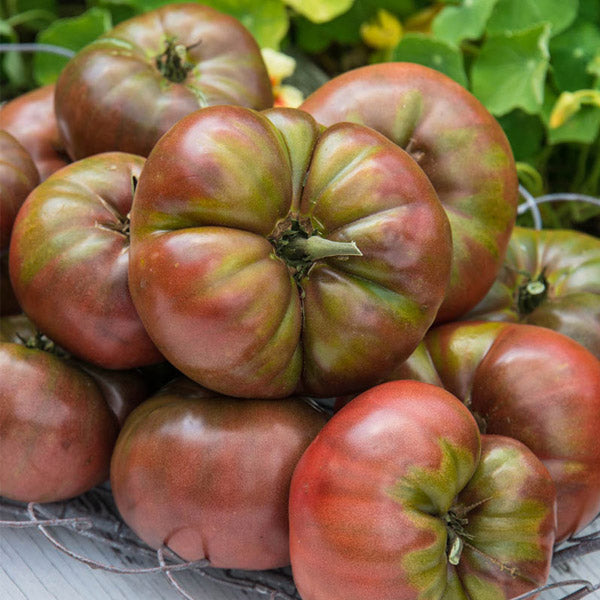 TOMATO MARRIAGE HYB CHEROKEE CARBON