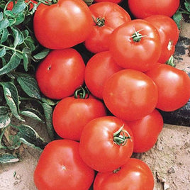 TOMATO HYB FLORIDA RED