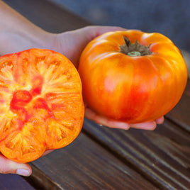 Tomate rayé allemand rouge / yel