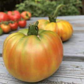 HÉRITIER DE TOMATE.RAYÉ ROUGE ALLEMAND/JAUNE.UNT 