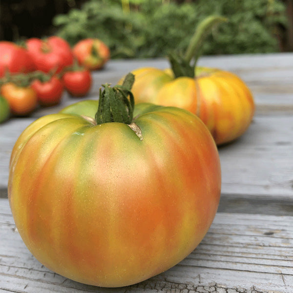 TOMATO HEIR.STRIPED GERMAN RED/YEL.UNT