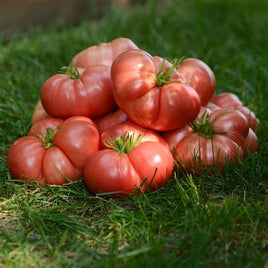 TOMATE HÉRITAGE MARIAGE HYB BIG BRANDY 