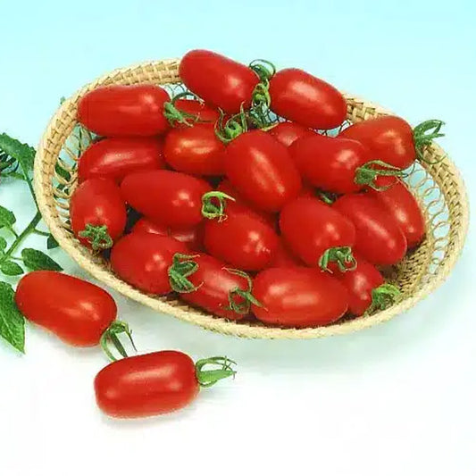 Grape Tomato Hyb Juliet Red Untreated