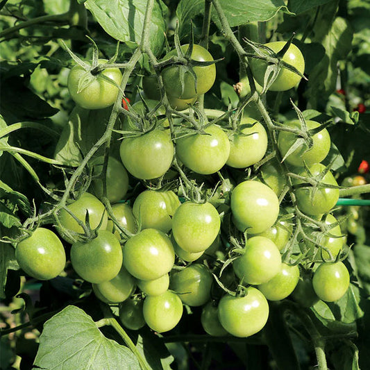 Cherry Tomato Hyb Sungreen