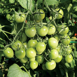 TOMATE CERISE HYB SUNGREEN 