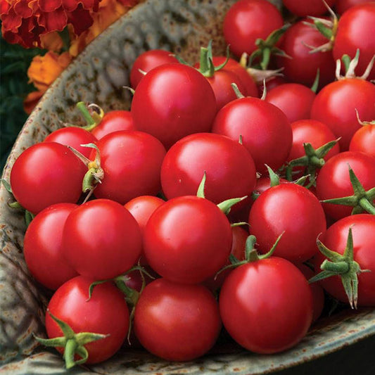 Cherry Tomato Hyb Sakura Red Organic