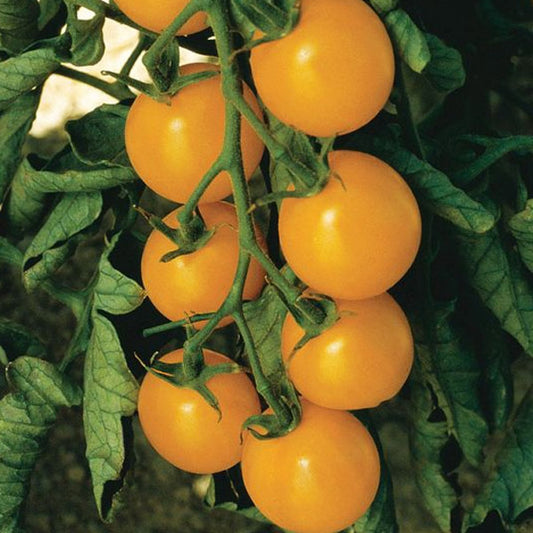 Cherry Tomato Hyb Sweet Gold Yellow
