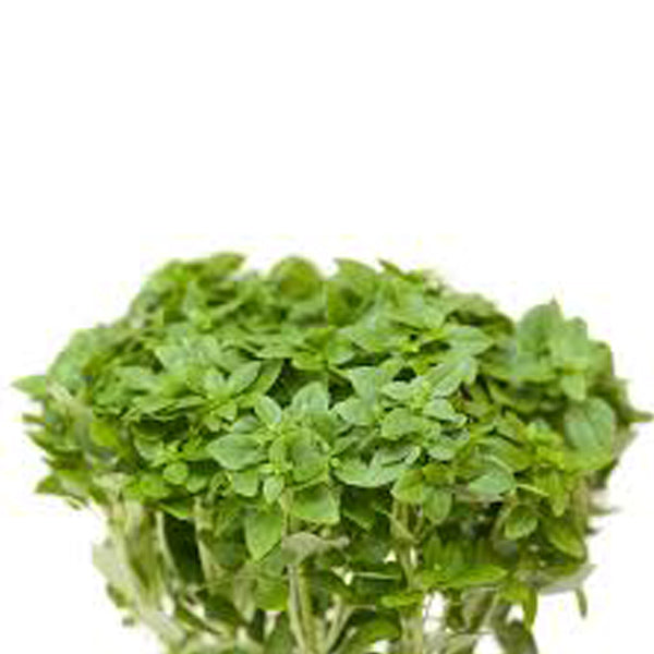 Basilic Grec Non Traité