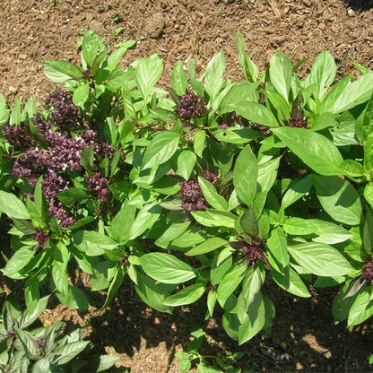 Basil Thai Siam Queen