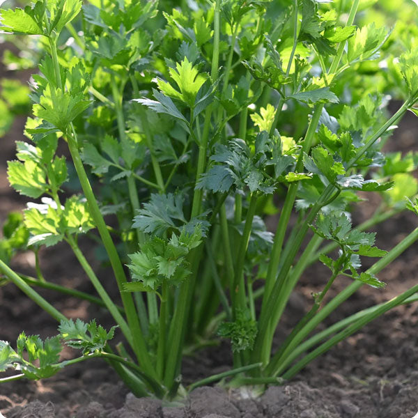 CUTTING CELERY 4.5" POT