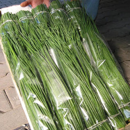 CHIVE NELLY. 4.5" POT