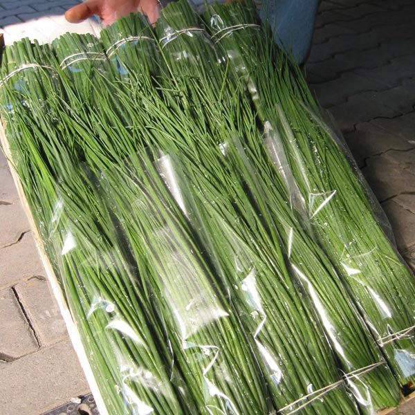 CHIVE NELLY. 4.5" POT