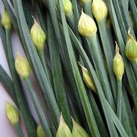 GARLIC CHIVE