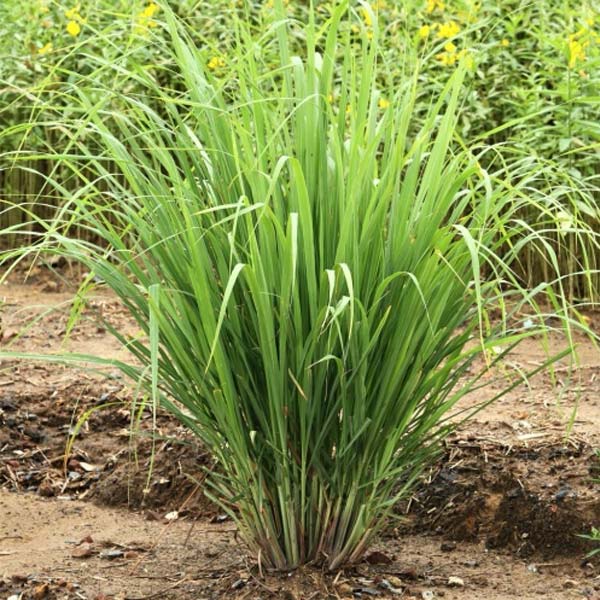 LEMONGRASS GERMPLUS 4.5" POT