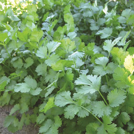 CORIANDER MARINO ORGANIC 4.5" POT