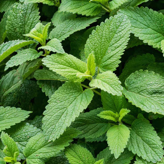 Menthe verte, pot de 11,4 cm
