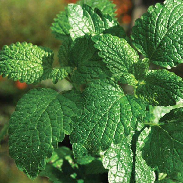 Menthe poivrée en pot de 4,5 po
