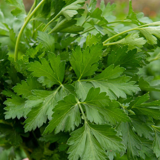 Menthe poivrée droite POT 11 cm