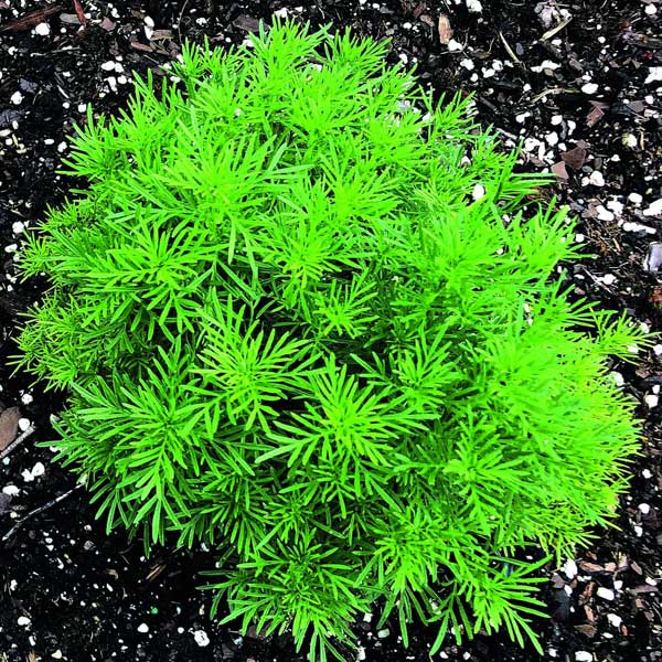 Tagetes Dropshot Pot de 4,5 po
