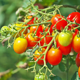 TOMATE HYB TUTTI FRUTTI CERISE ROUGE 