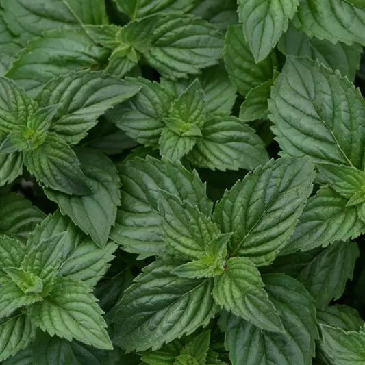 Menthe poivrée droite (non enracinée)
