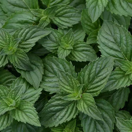 HE Mint Menthe poivrée verticale (non déracinée) 