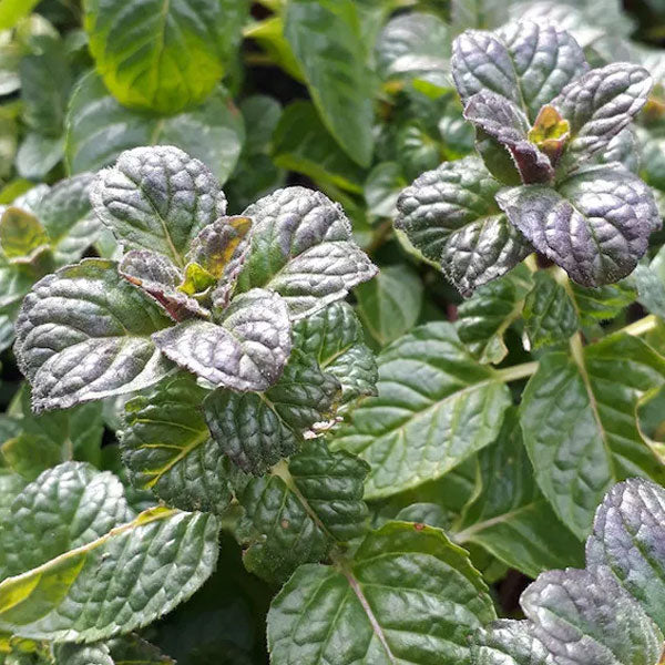 Menthe Cassis POT de 5 pouces