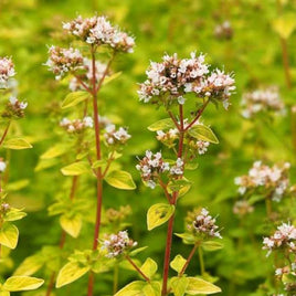 OREGANO AUREUM 4.5" POT