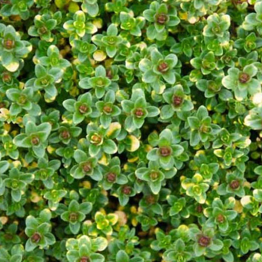 Thym Citronné Doone Valley POT 11,5 cm