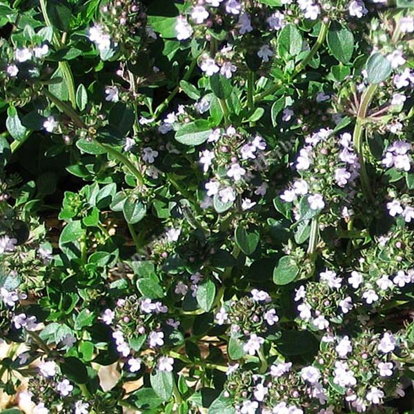 Thym Vul Tabor Pot de 4,5 po