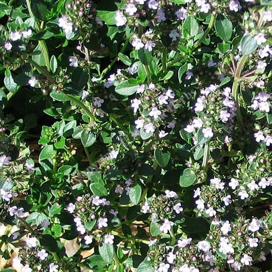 Thym Vul Tabor Pot de 4,5 po
