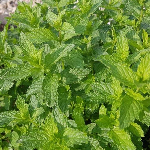 Menthe marocaine, pot de 12 cm