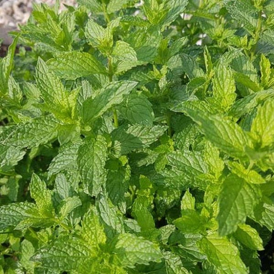 Menthe marocaine, pot de 12 cm