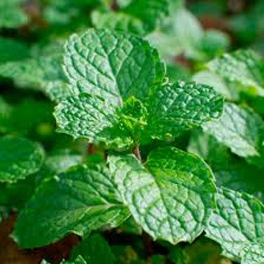 Menthe espagnole en pot de 5"