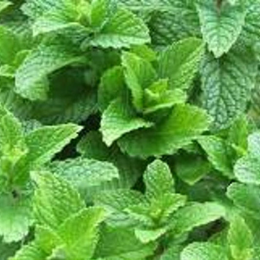 Menthe verte Ky Colonel Pot de 4,5 po