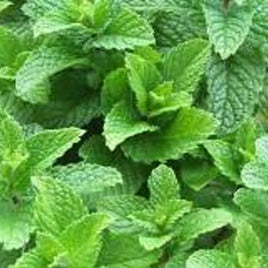 MINT SPEARMINT KY COLONEL 4.5" POT